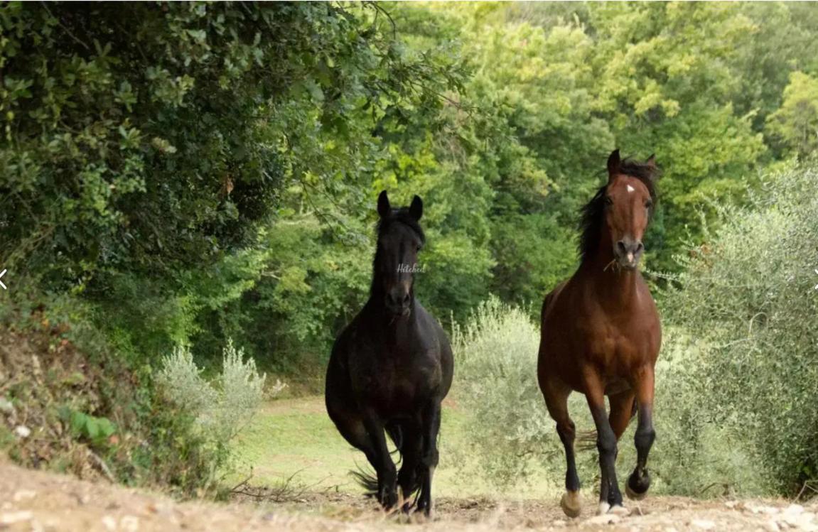 Agriturismo La Fonte Перуджа Екстер'єр фото